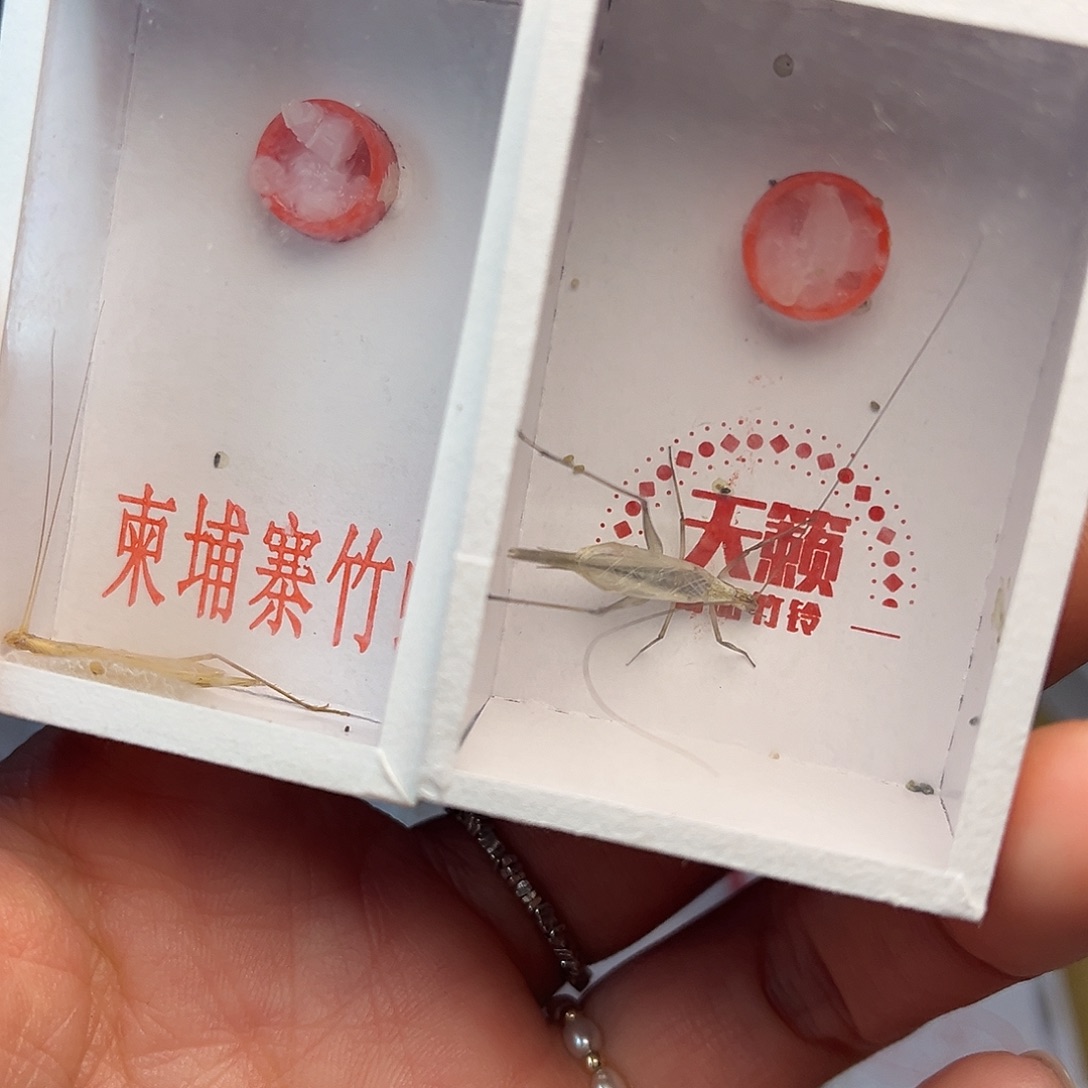 蚂蚁工坊柬埔寨一只。  紫竹