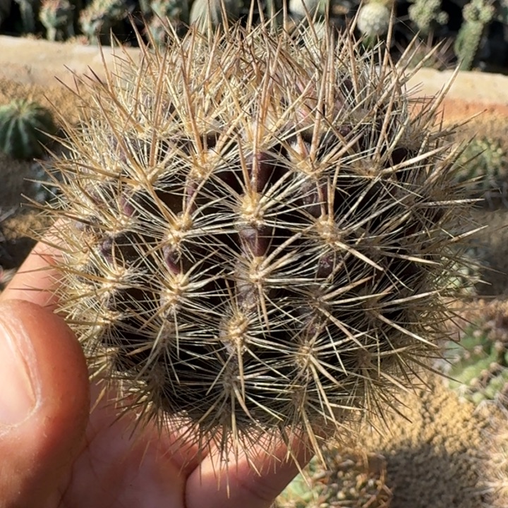 暗黑玉有很3666666666