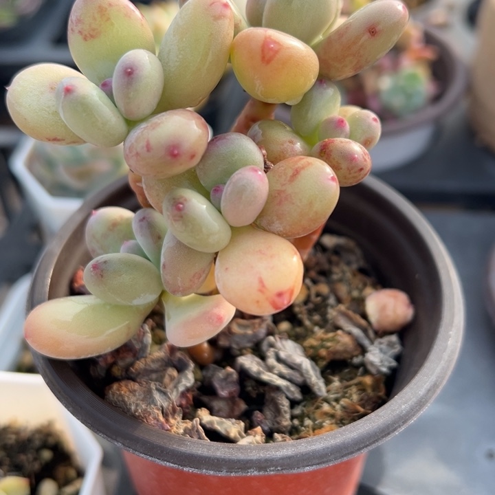 三日月老桩多肉植物