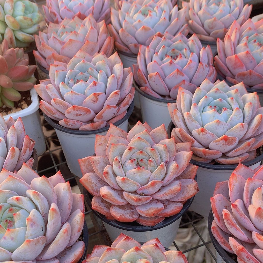 雪茶34567899900000