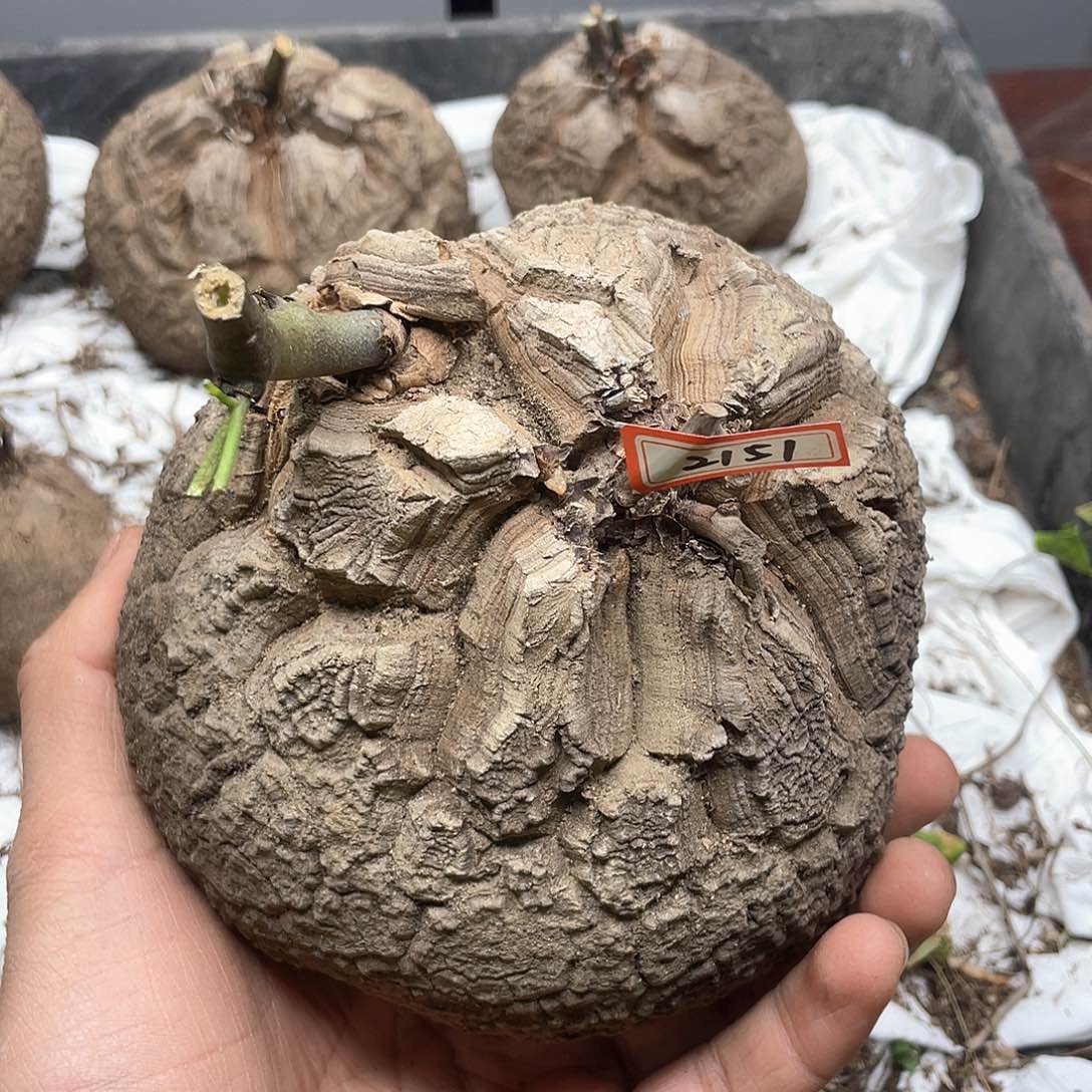 龟甲龙一物一拍2151号13cm