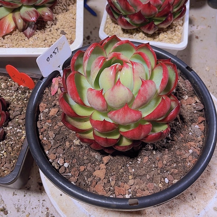 小***?惊鸿仙子多肉植物57