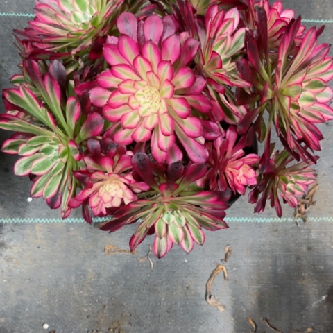 多肉植物铜壶白锦