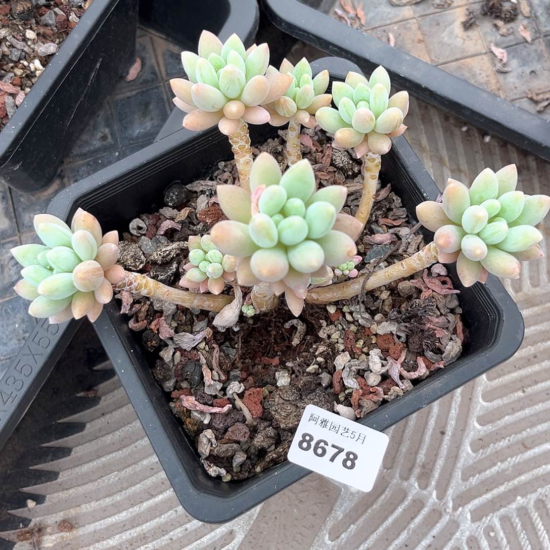 阿雅园艺。  奶糖8678