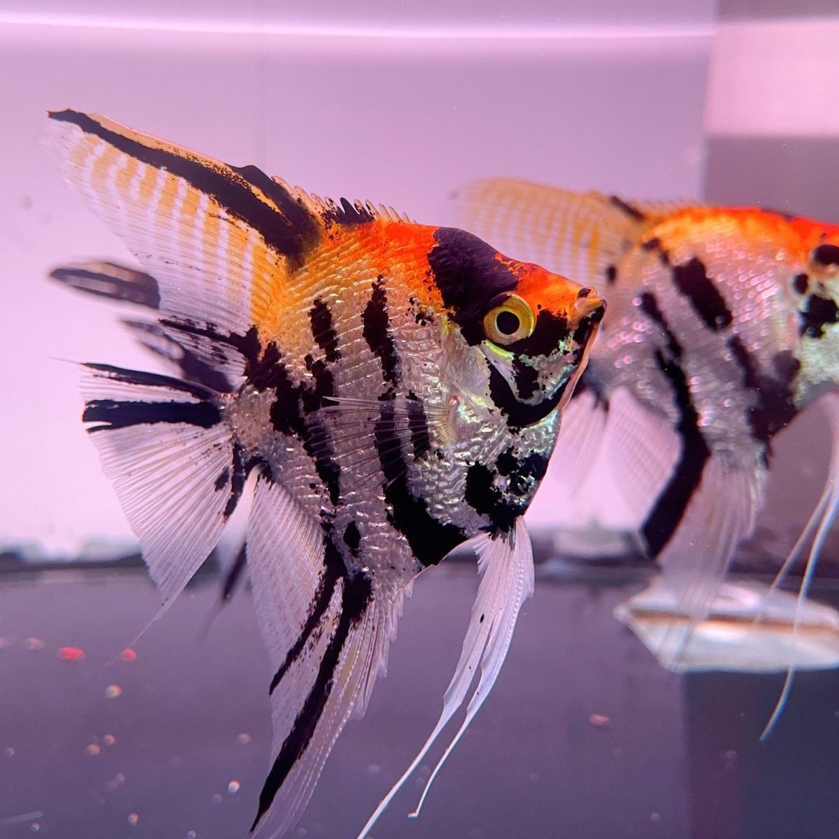 【熊猫三色神仙鱼】蓝魔神仙鱼神仙鱼燕鱼可繁殖