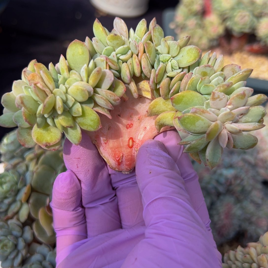 白凤缀 新年快乐 新年快乐