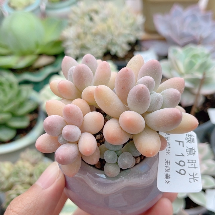 199 汤圆 带陶瓷盆发货 满28包邮