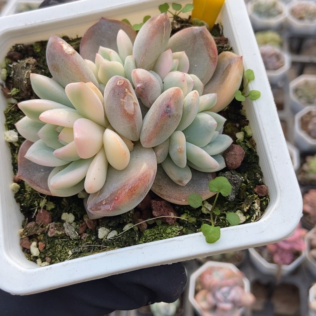 943梦露锦多肉植物