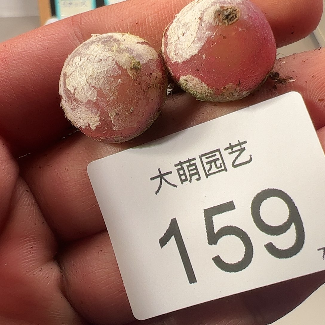 0000159 一物一拍……