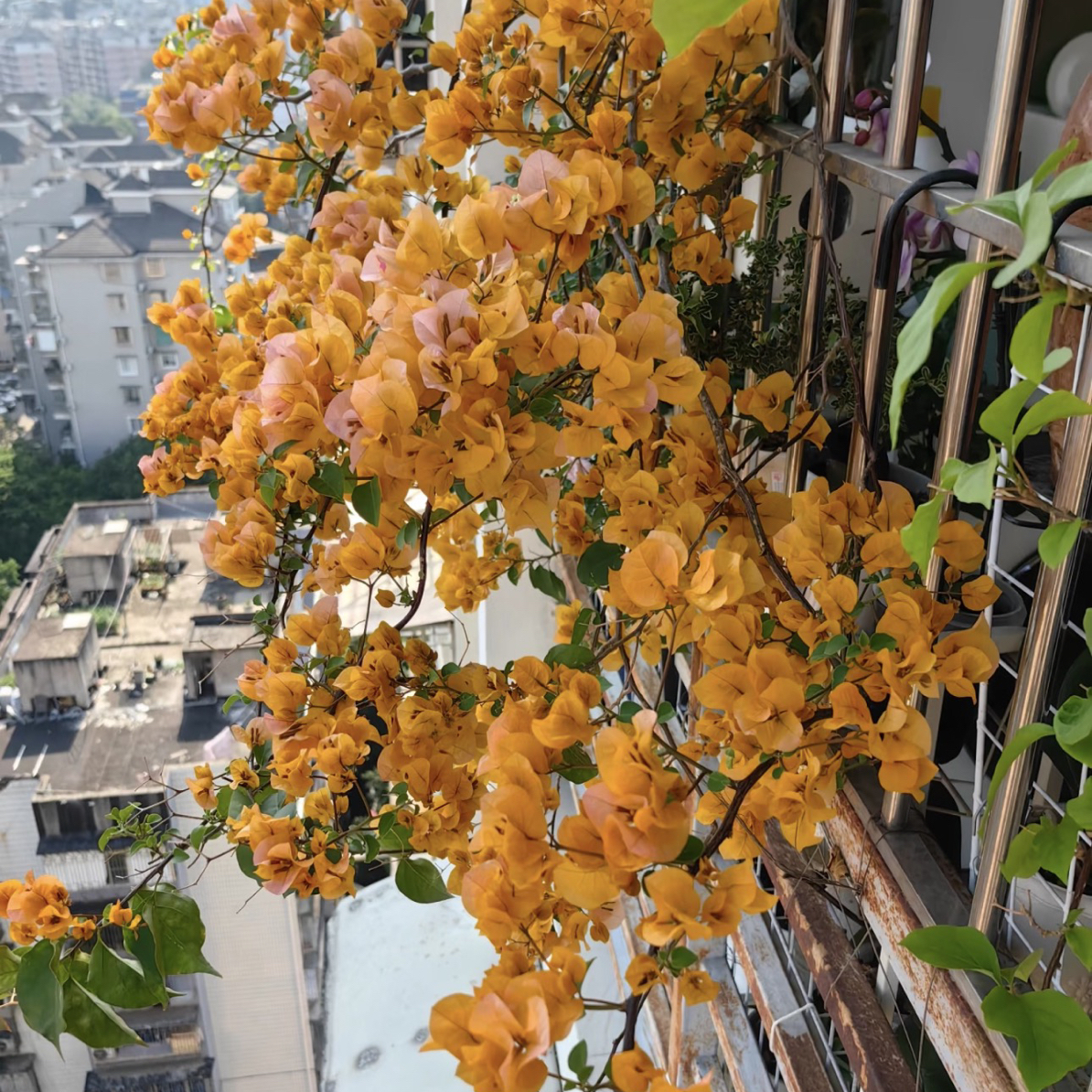 【加州黄金】四季开花爬藤三角梅绿植盆栽基地基地直发黄色成活养护