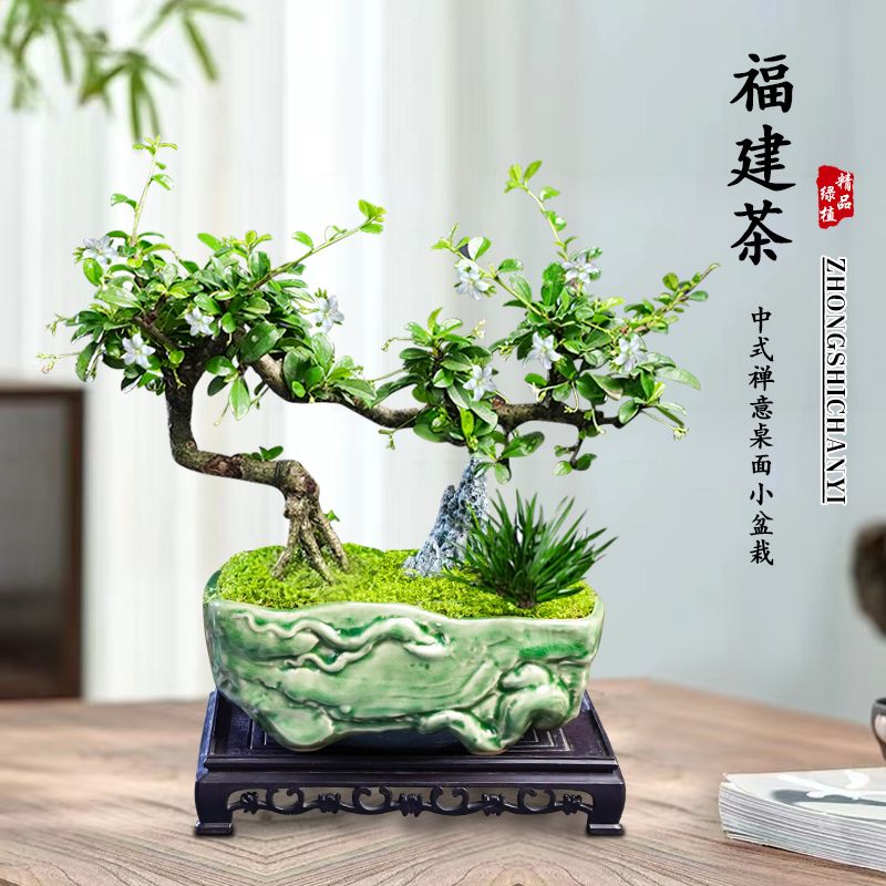 小叶福建茶盆栽苔藓球老桩植物室内桌面四季常青禅意盆景好养绿植