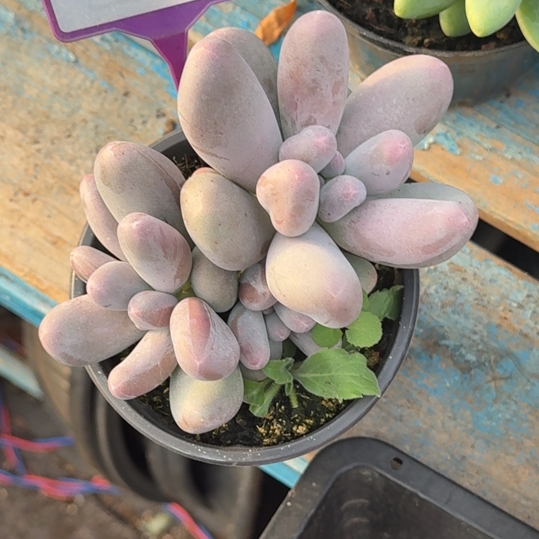 多肉植物米可奶815