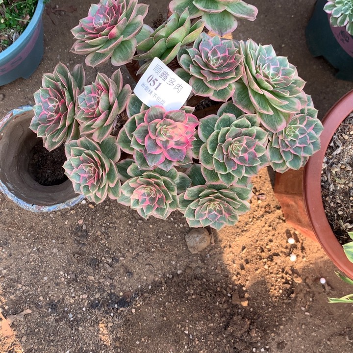 051莲花座多肉植物特价