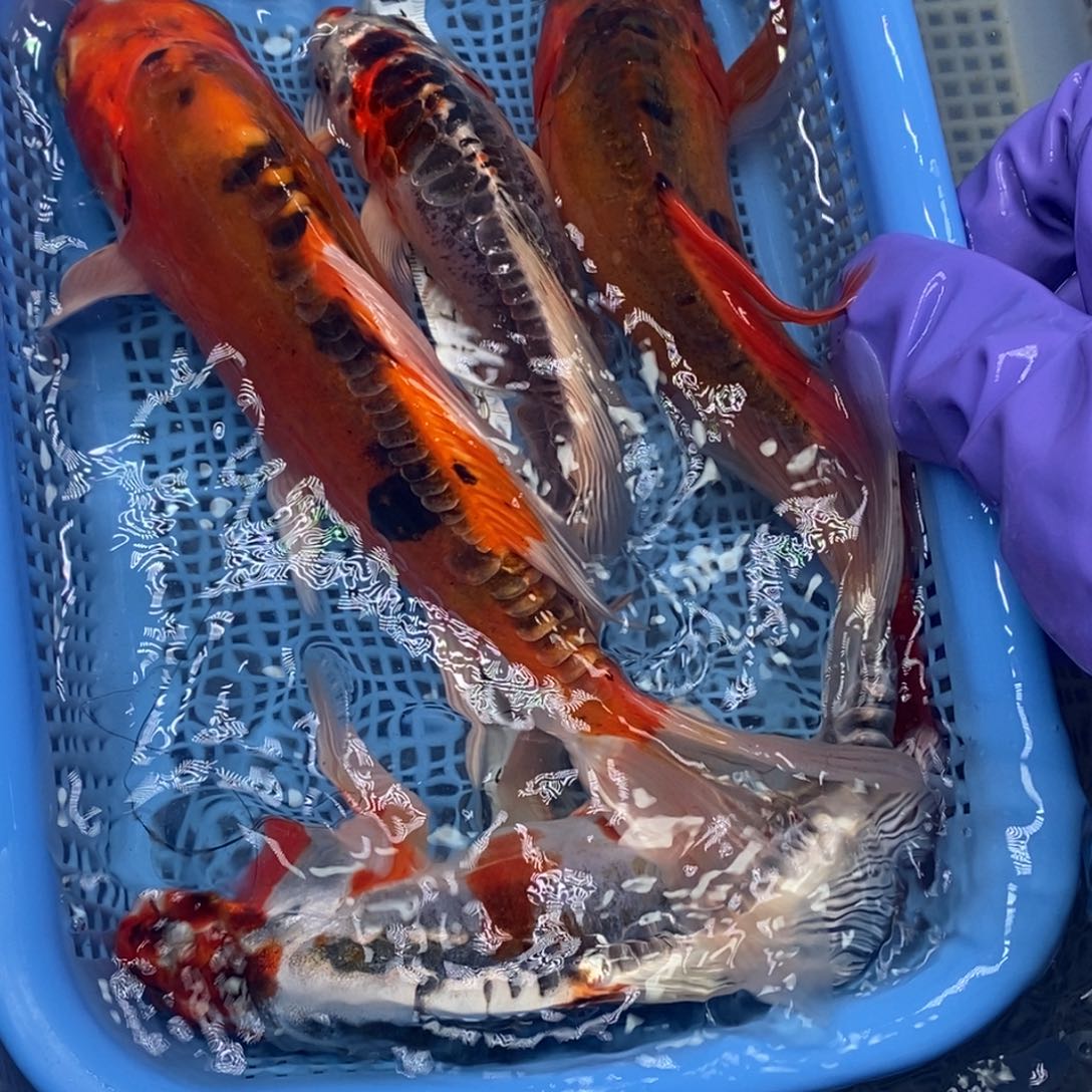 锦鲤冷水锦鲤包邮