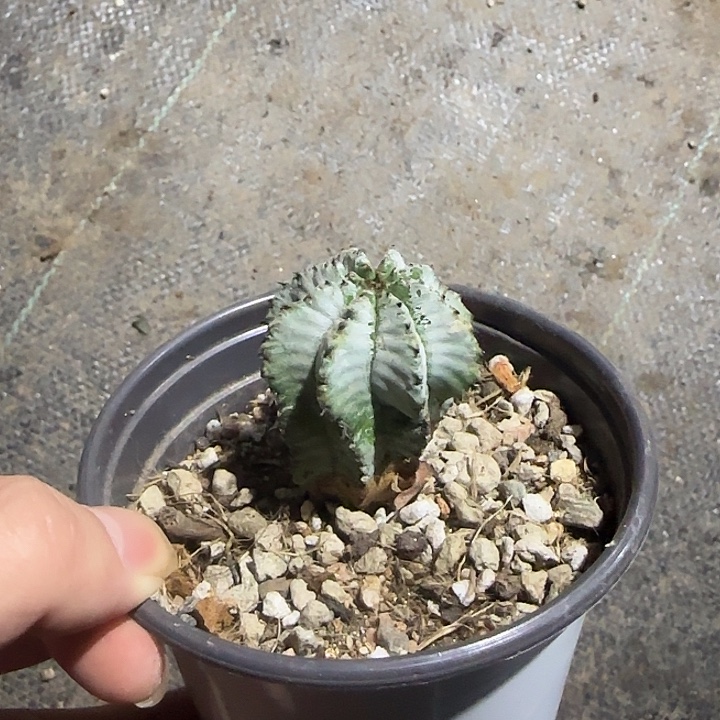 特价魁伟玉多肉植物