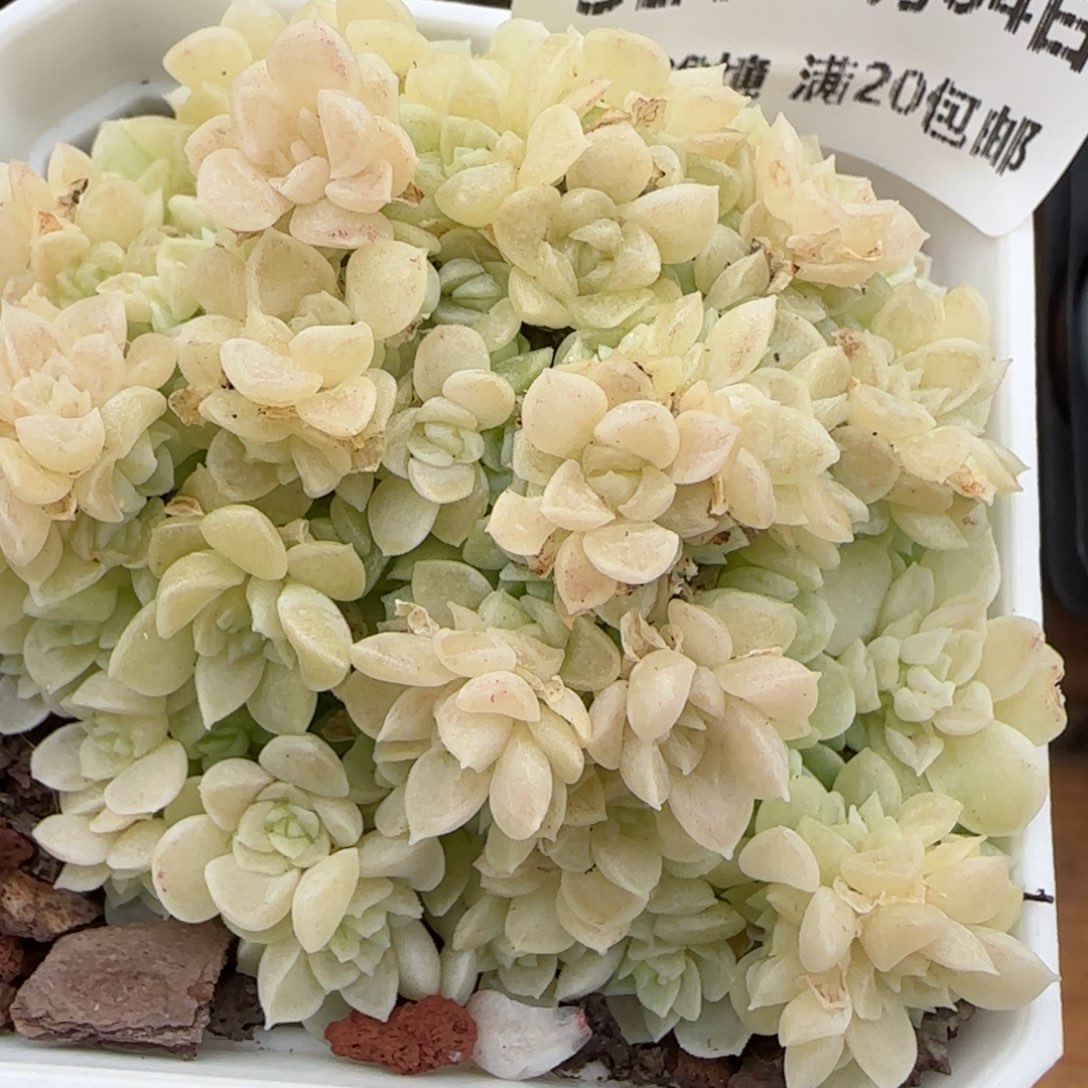 花语逸镜0204-321散