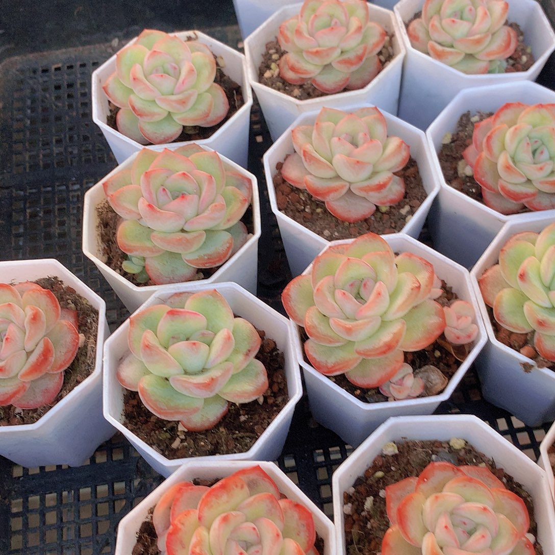 泡芙三颗2456778990000