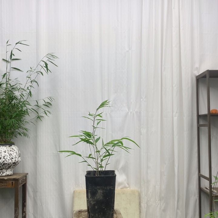 竹子竹子绿植绿一物一拍