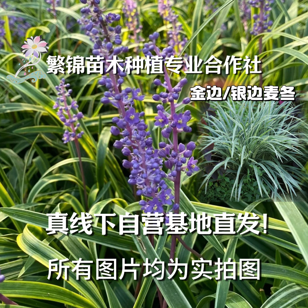 花境基地金边银边麦冬对版庭院花园易打理耐阴耐旱耐热耐寒高级灰