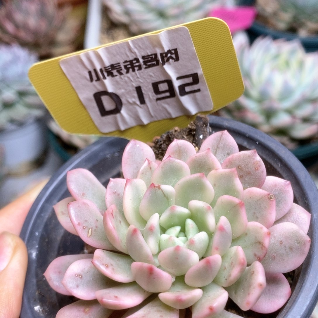 D192红宝石锦锦锦锦锦锦