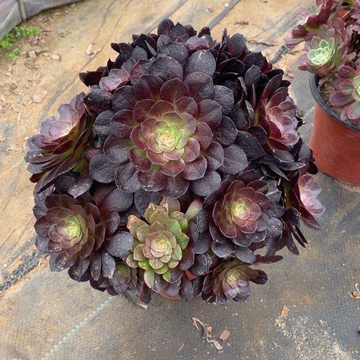 432黑寡妇法师多肉断枝不售后