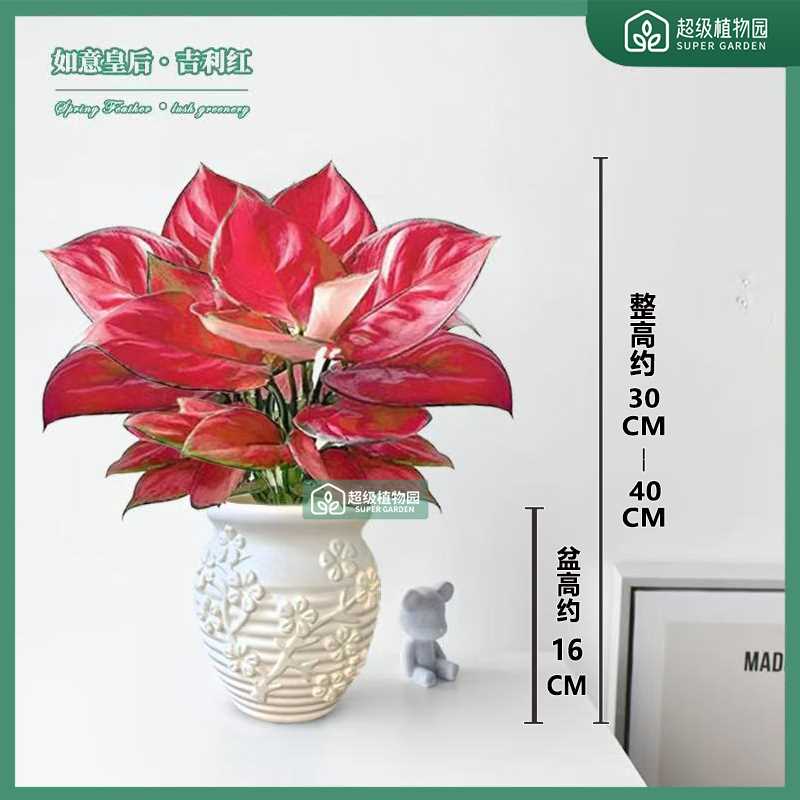 吉利红如意红绿植室内盆栽如意皇后办公室桌面好养易活四季植物