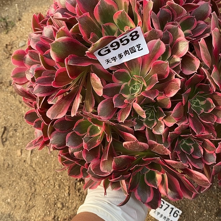 多肉植物皇后958多肉