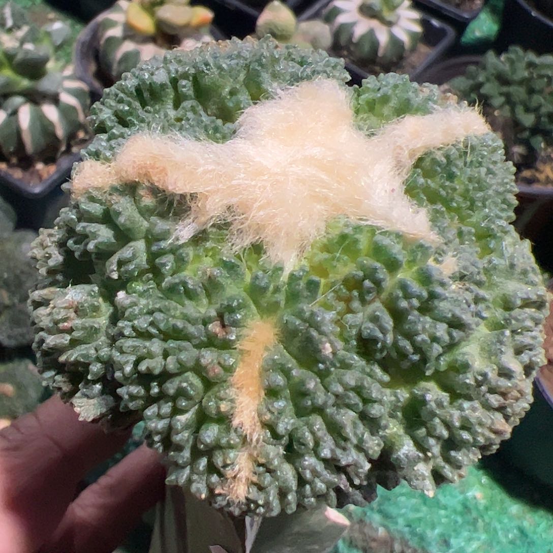 大尤哥斯拉牡丹苗780