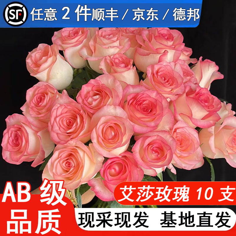 【麒麟花开】艾莎玫瑰花鲜花云南基地直发教师节母亲节情人七夕节