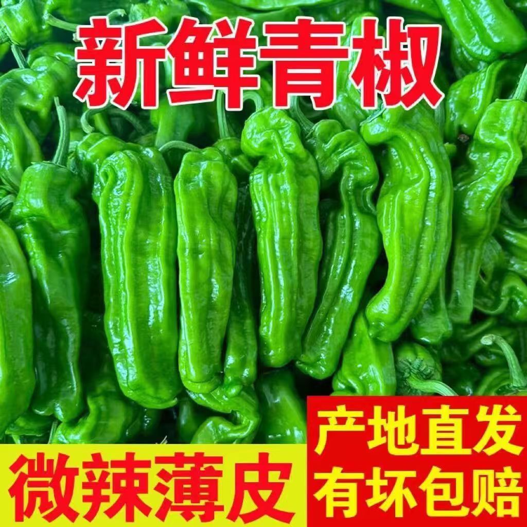 新鲜现摘现发微辣苏椒辣椒农家自种青椒薄皮虎皮椒