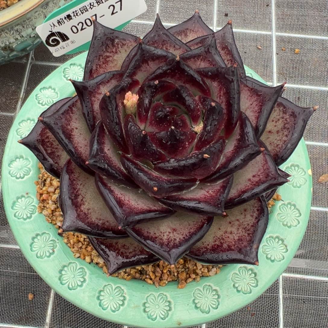 从前慢多肉精选编号0207.27