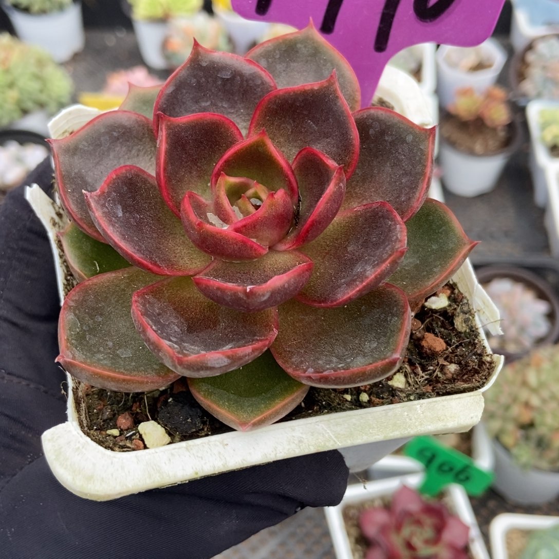 1970红灯多肉植物多肉