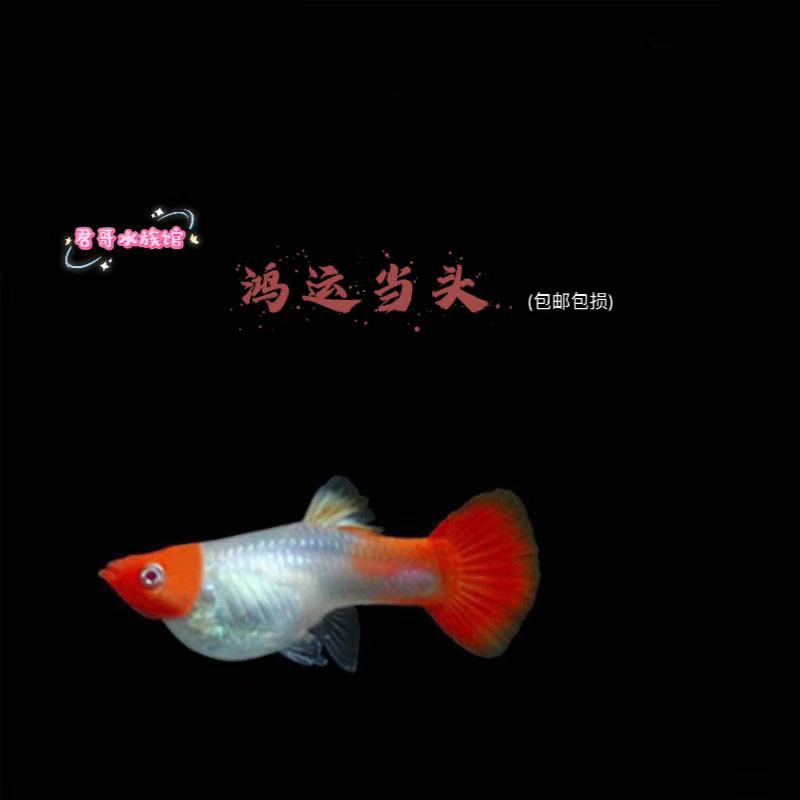 鸿运当头种鱼   分水基因纯种易繁殖耐活淡水观赏鱼  皮实耐活