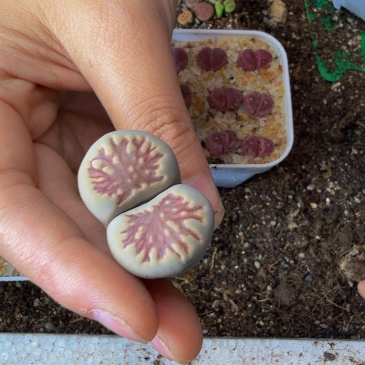 い*白多肉植物的生长发育5