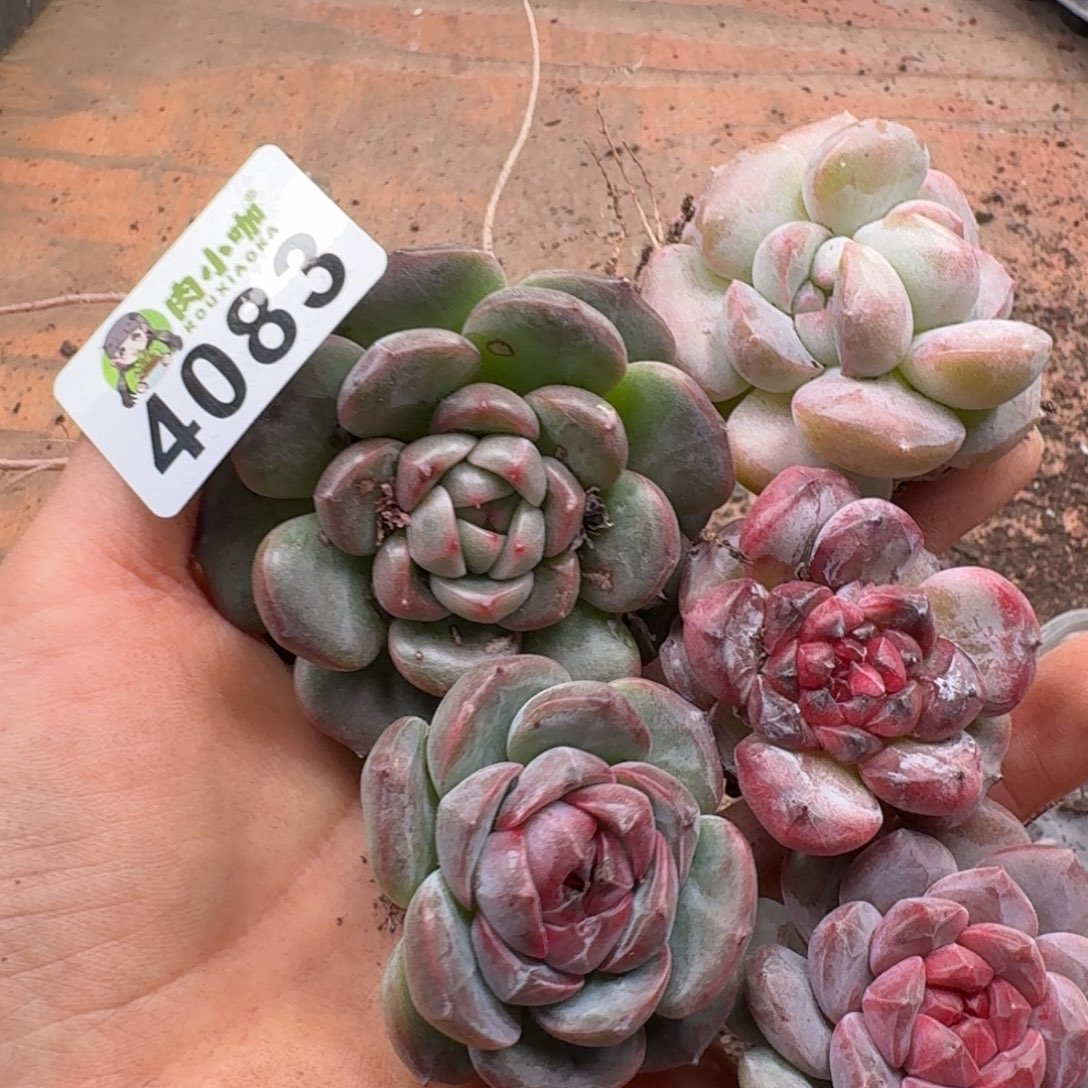 凤***华多肉植物多肉植物