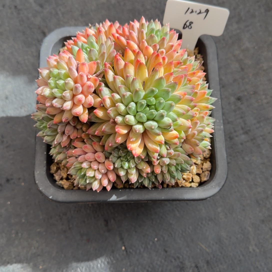 一物一拍雨花石优选68