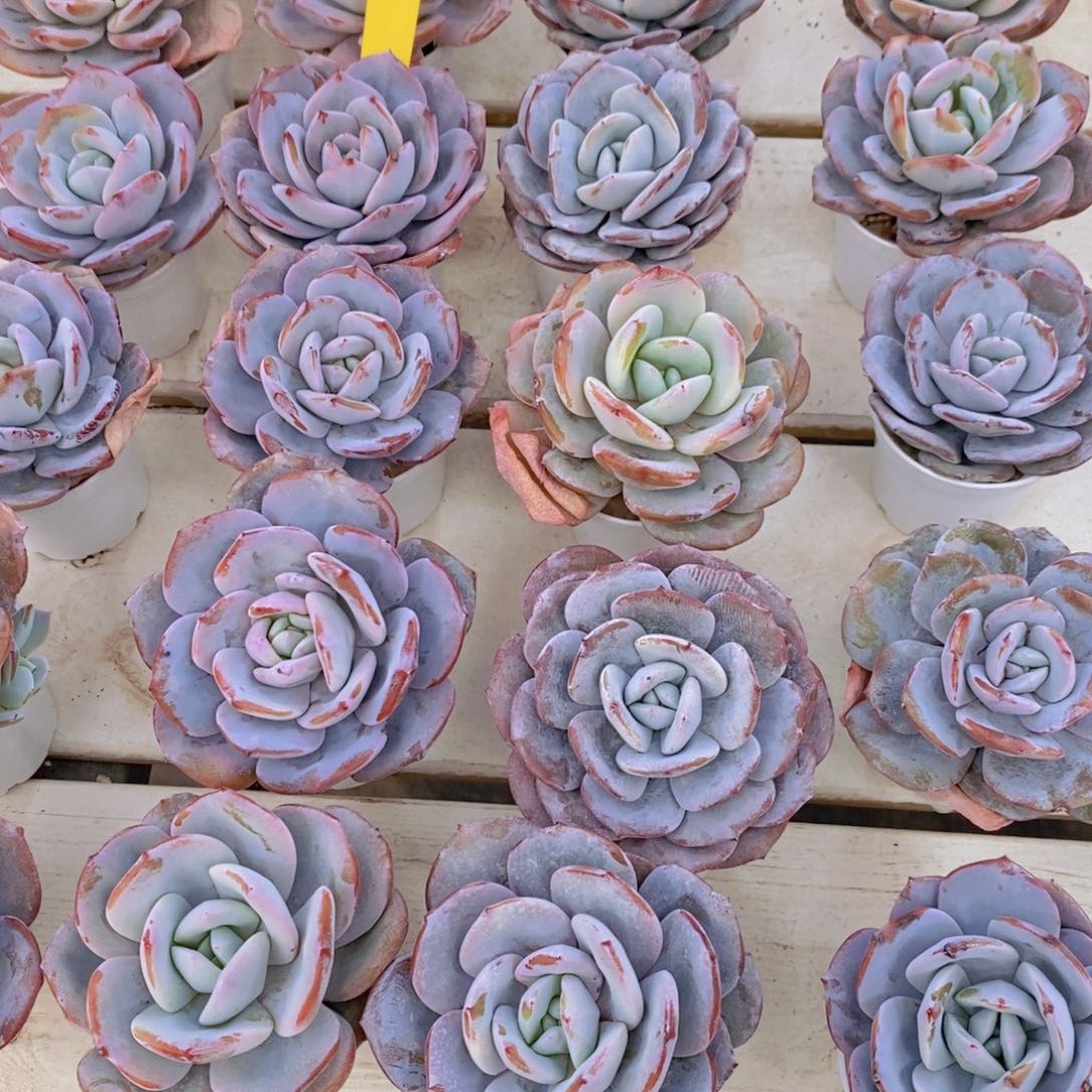 21-01-韩版老桩奶茶单头一个