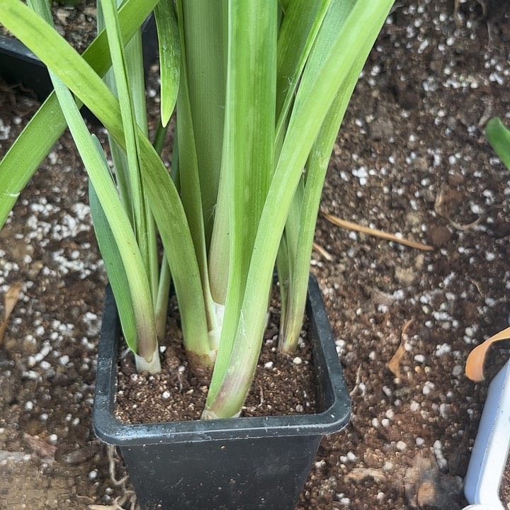 无花朵粉黛原盆原土原盆发货