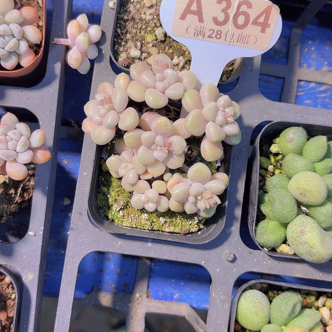 A364丸叶姬秋丽yiwuyupai