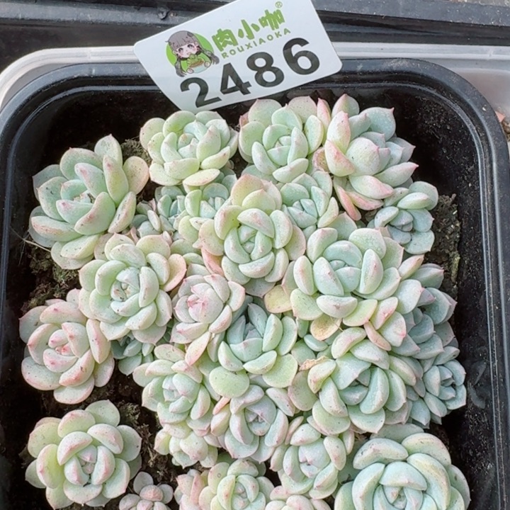 多肉植物多肉植物