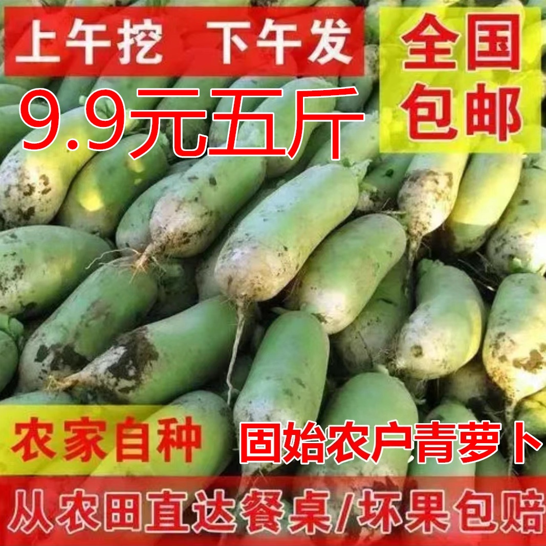 固始萝卜青萝卜蒋集萝卜水果型萝卜河南信阳特产