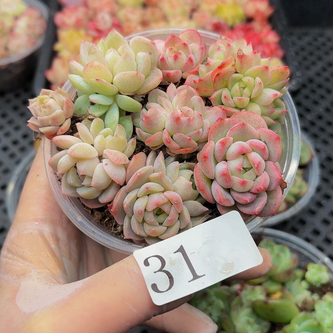多肉植物多肉植物31