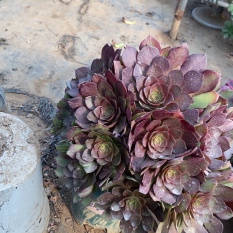 桃花石多肉植物035