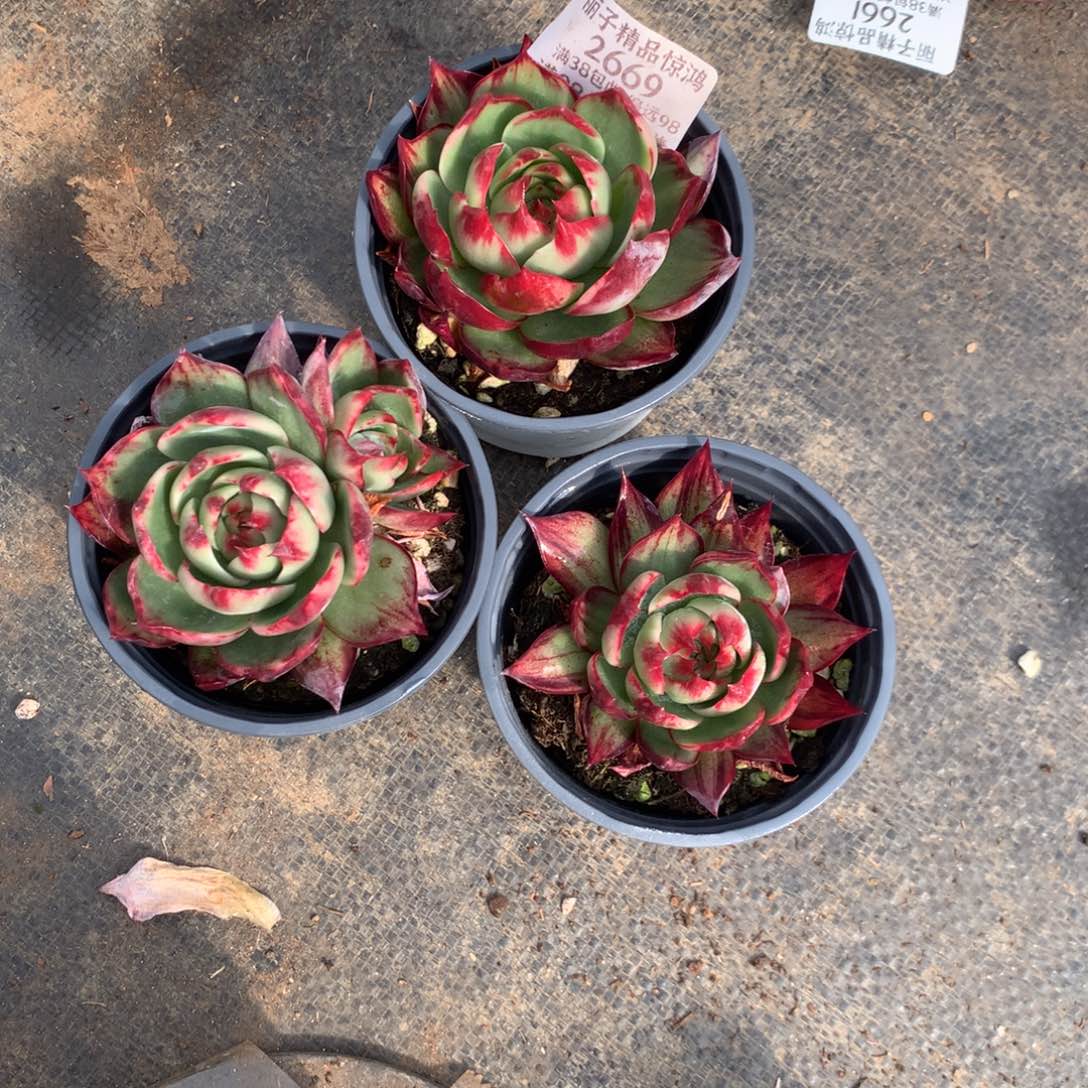 2669号多肉植物惊鸿3颗，瑕疵不售后