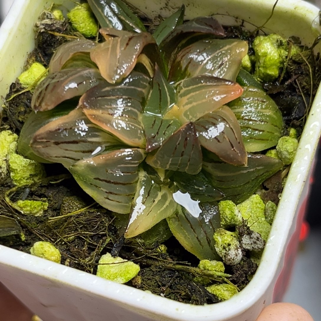 十二卷多肉植物0345红纹