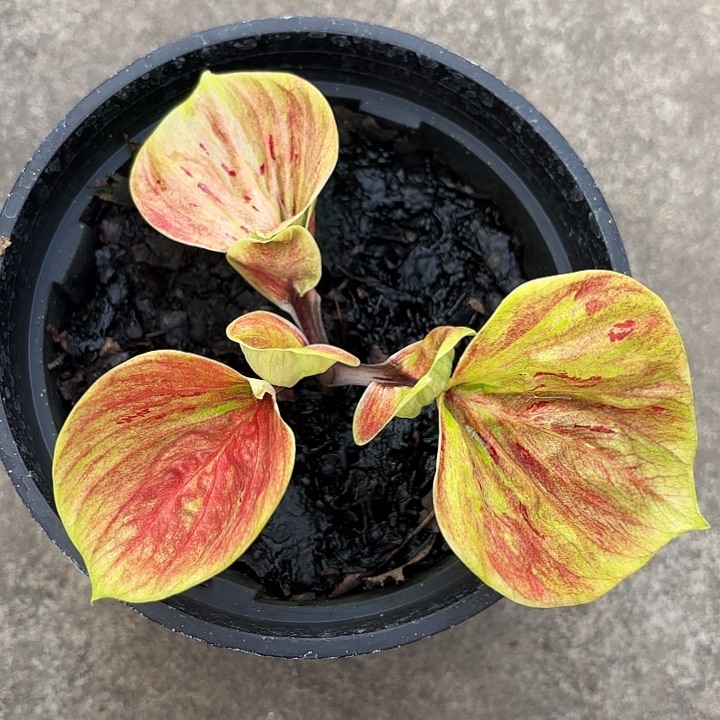 胖****69-1121水瓶座广东现货