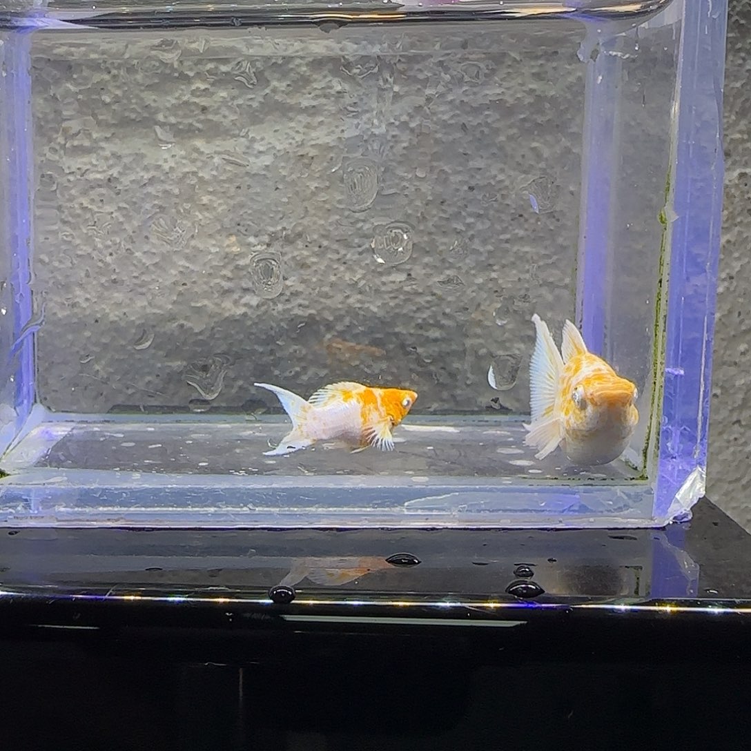 孔雀鱼樱花玛丽。35号