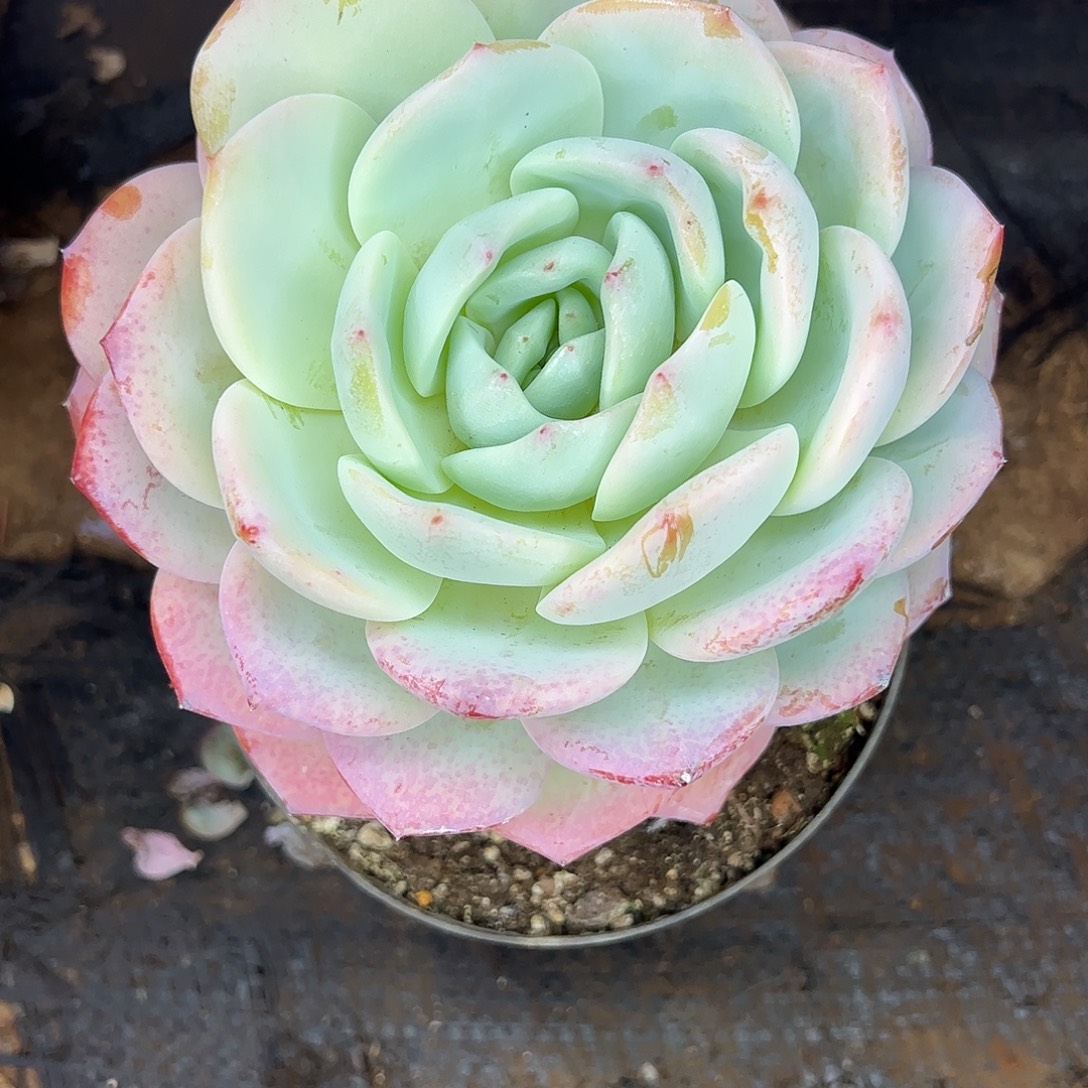 208号凤橙，一物一拍