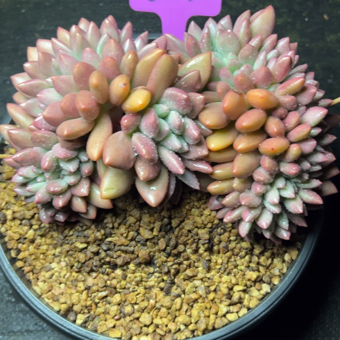 、***状202号桃花源缀多肉植物45