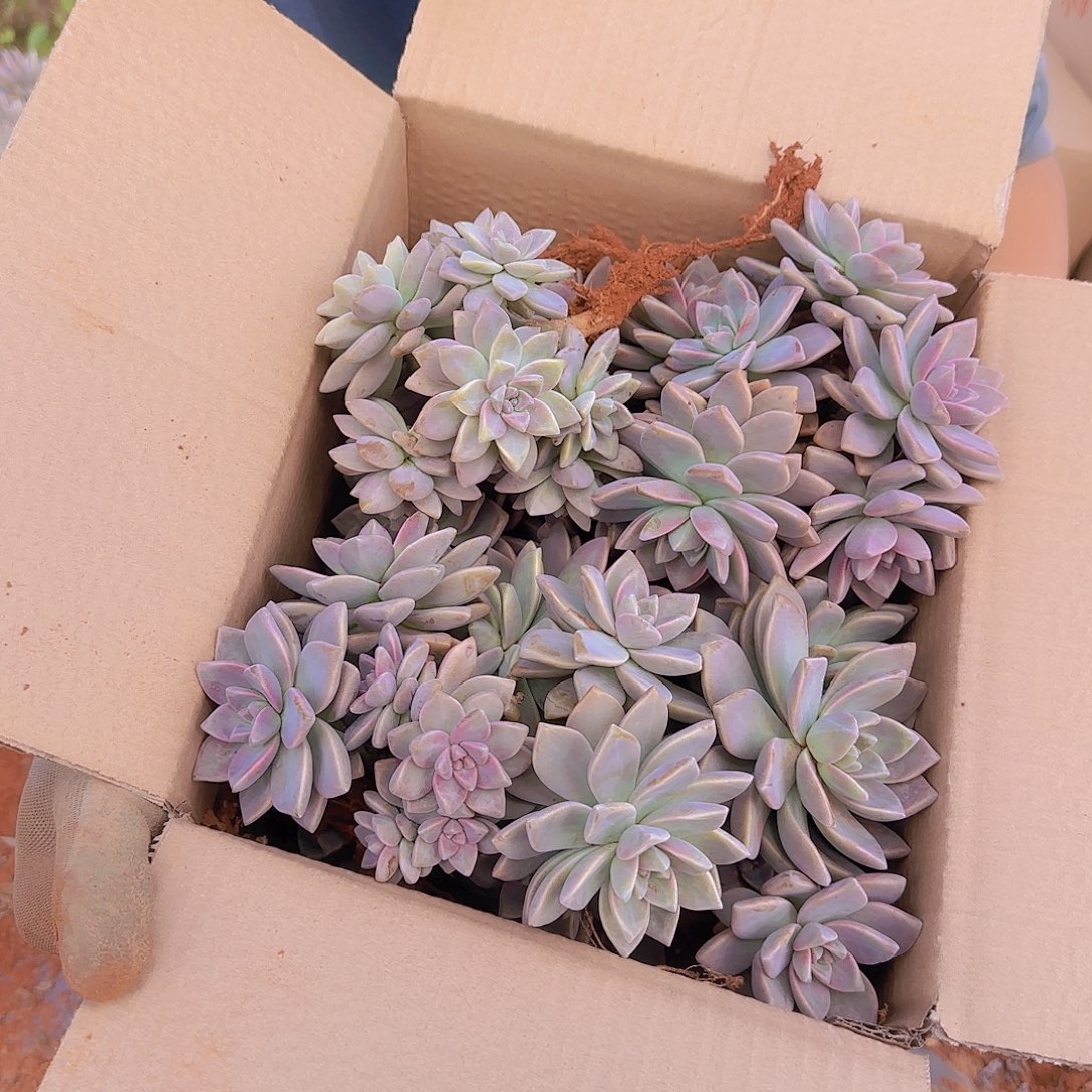 箱拍淡雪多肉轻微断肢不售后看好在拍